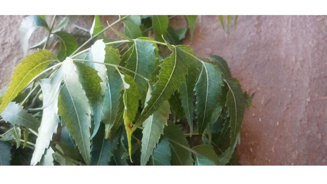 Neem leaves